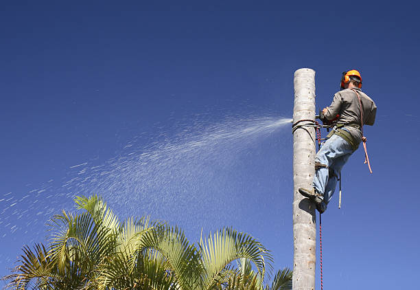 Best Tree Removal Service  in Fountain Hills, AZ