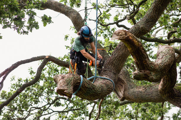 Best Tree Mulching  in Fountain Hills, AZ